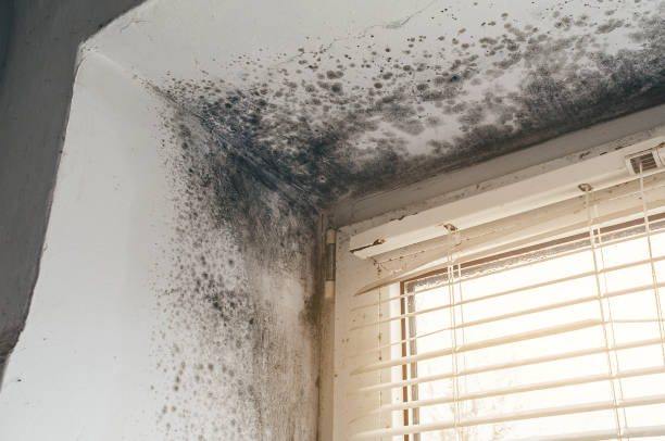 Affordable Mold Remediation solutions in Garrett, TX