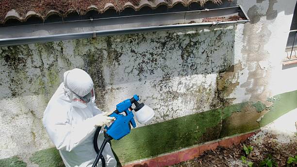 Top rated local Mold Remediation specialists in Garrett, TX